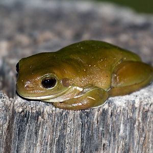 Green Tree Frog