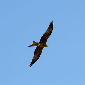 Black Kite