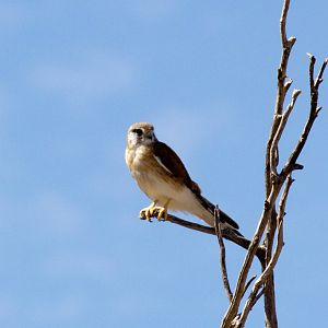 Nankeen Kestrel