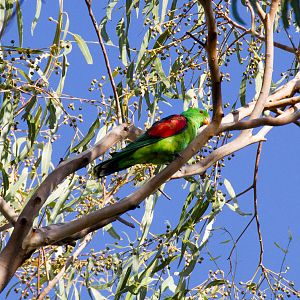 Red-winged Parrot