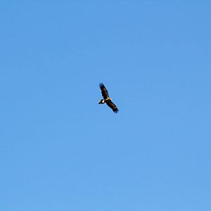 Wedgetail Eagle