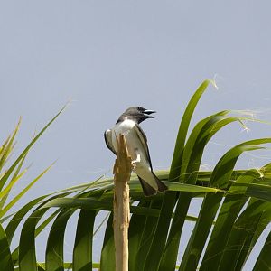 White-breasted Wood Swallow