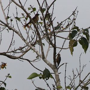 clay-colored thrush and Velasquez's woodpecker