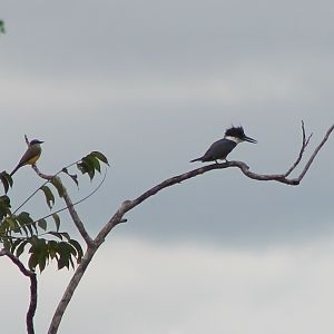 Kingbird ( ID ) and Belted kingfisher