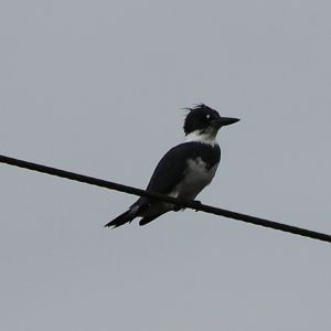 Belted kingfisher