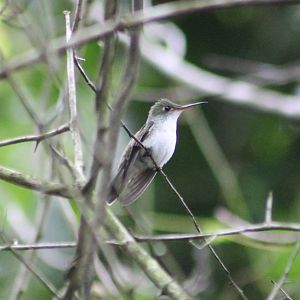White-bellied emerald