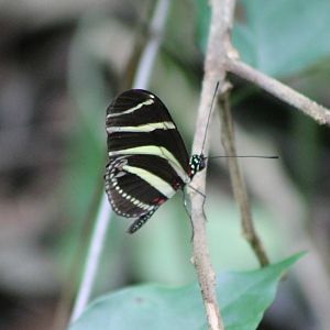 Zebra Longwing