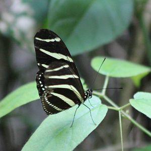 Heliconius charithonia