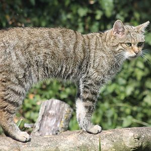 Scottish Wildcat