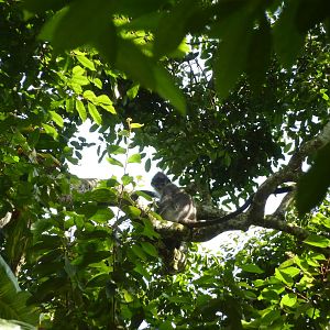 Free-ranging white-thighed leaf monkey, May 2013.