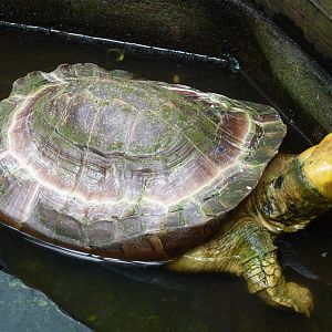 Sulawesi forest turtle, May 2013.