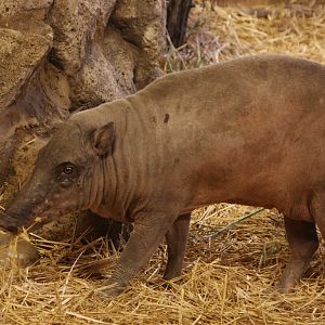 Babirusa (Babyrousa babyrussa)