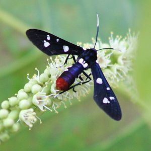 Polka dot wasp moth