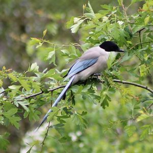 Azure-winged magpie