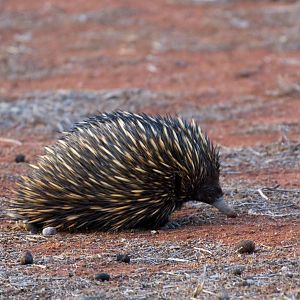 Echidna