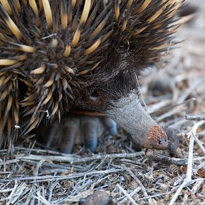 Echidna