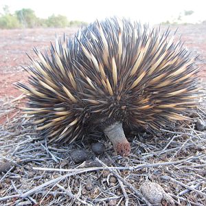 Echidna
