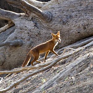 Red Fox (feral)
