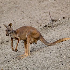Red Kangaroo
