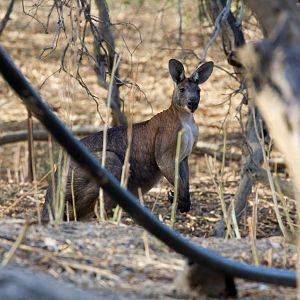 Wallaroo male