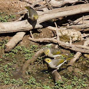 White-plumed Honeyeaters