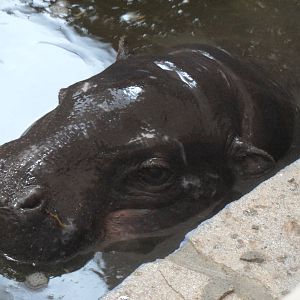 Pygmy hippo