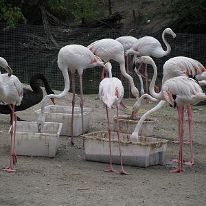 Greater flamingoes + black swan