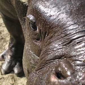 Pygmy hippo closeup 2