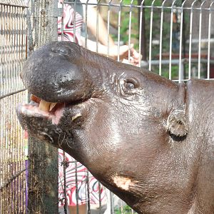 Feed the bored hippo!