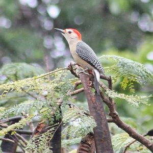 Woodpecker ID
