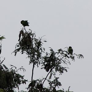Amazone parrots ID