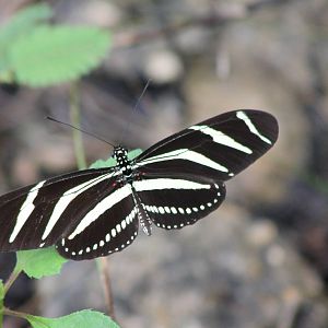 Heliconius prop. charithonia