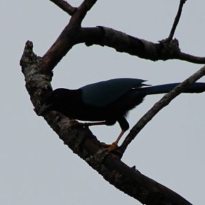 Yucatan jay