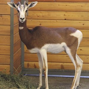 Western Dama / Mhorr (Nanger dama mhorr)