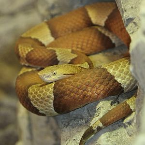 Copperhead (Agkistrodon contortrix)