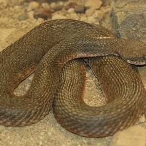 Cyclades Blunt-nosed Viper (Macrovipera schweizeri)