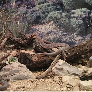 Cyclades Blunt-nosed Viper - enclosure