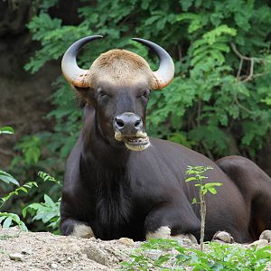 Gaur