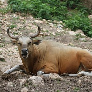Banteng