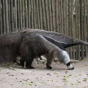 Giant Anteater
