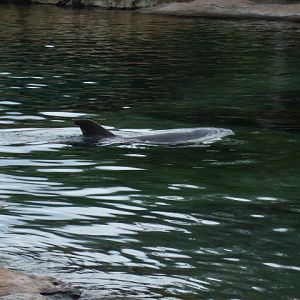 Common Bottlenose Dolphin