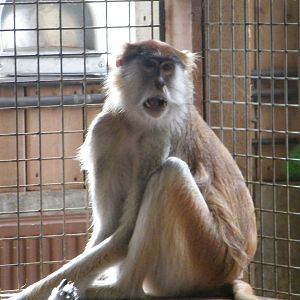 patas monkey