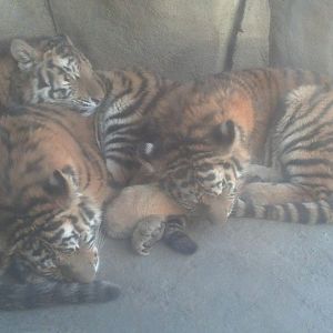 tiger cubs - December 2013