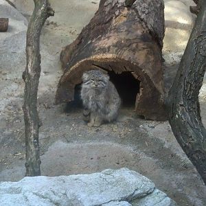 Pallas Cat - December 2013