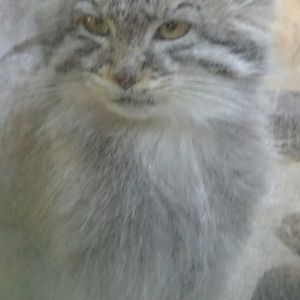 Pallas Cat - December 2013