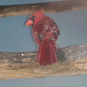 Northern cardinal