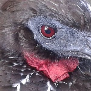 Close-up Crested guan