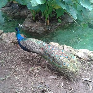 Peacock-cock