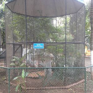 Aviary collared forest falcon