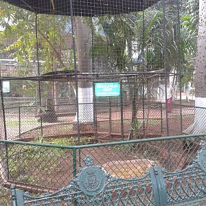 Aviary Common black hawk